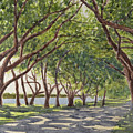 Live oaks of Beautort