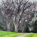Oak View Pecan Grove in WInter